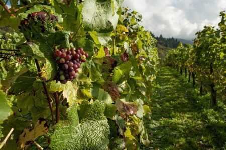 Winery-Estate-Saint-Maximin-la-Sainte-Baume